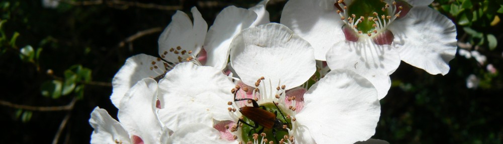 Ben Gooden – Ecological Research