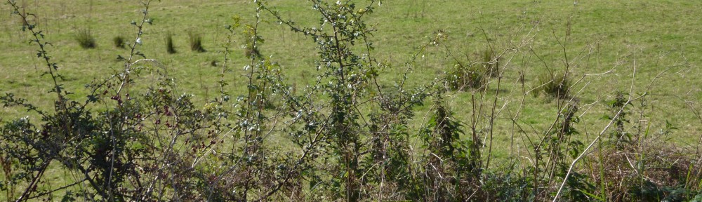 Ben Gooden – Ecological Research