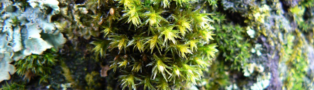 Ben Gooden – Ecological Research