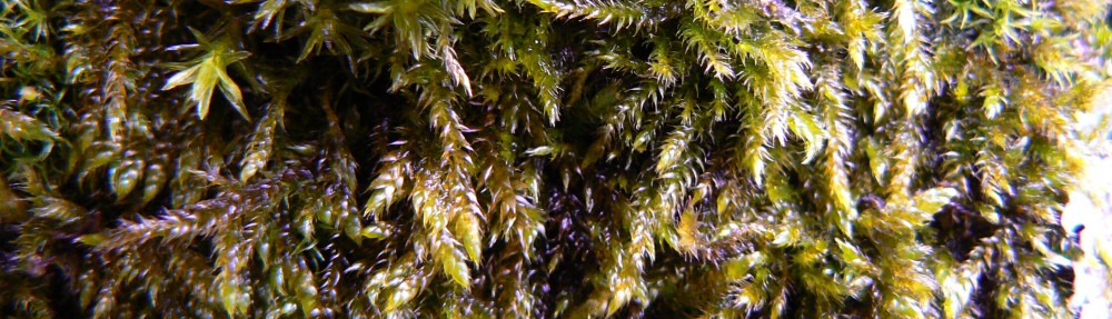 Ben Gooden – Ecological Research