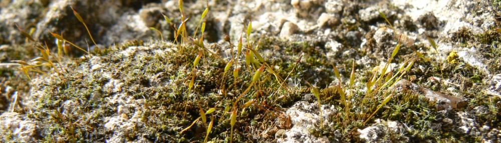 Ben Gooden – Ecological Research