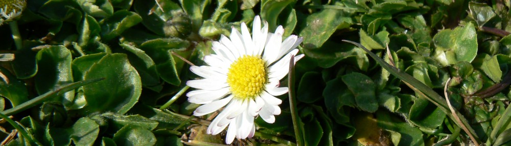 Ben Gooden – Ecological Research