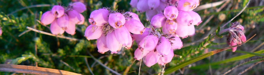 Ben Gooden – Ecological Research