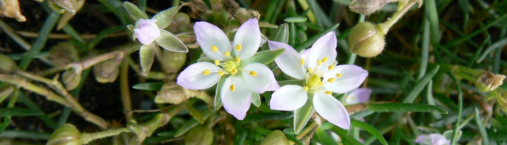 Ben Gooden – Ecological Research