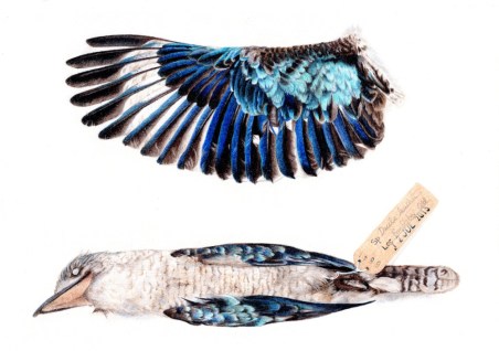 blue-winged-kookaburra0042